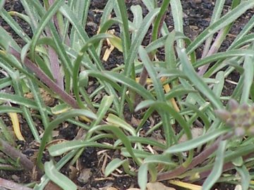 Etna - Erysimum bonannianum / Violaciocca di Bonanno